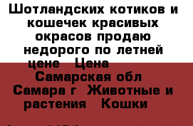 Шотландских котиков и кошечек красивых окрасов продаю недорого по летней цене › Цена ­ 1 500 - Самарская обл., Самара г. Животные и растения » Кошки   